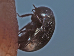 Coelostoma orbiculare