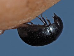 Coelostoma orbiculare