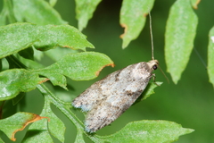 Leptocroca lenita