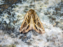 Ichneutica oliveri