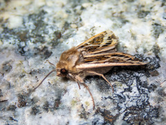 Ichneutica oliveri