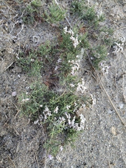 Limonium caspium
