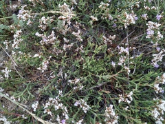 Limonium caspium