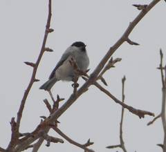 Poecile montanus