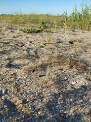 Thinopyrum bessarabicum