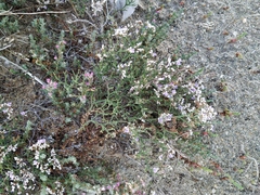 Limonium caspium