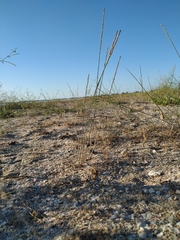 Thinopyrum bessarabicum