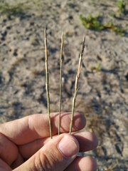 Thinopyrum bessarabicum