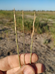 Thinopyrum bessarabicum