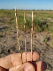 Thinopyrum bessarabicum