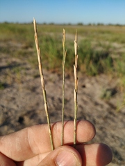 Thinopyrum bessarabicum