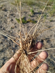 Thinopyrum bessarabicum