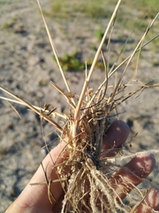 Thinopyrum bessarabicum