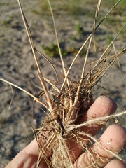 Thinopyrum bessarabicum