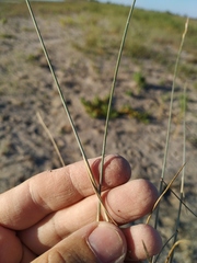 Thinopyrum bessarabicum