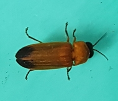 Luciolinae