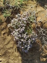 Limonium caspium