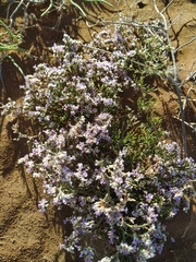 Limonium caspium