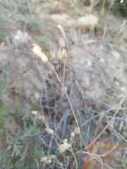 Holosteum umbellatum