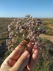 Limonium caspium