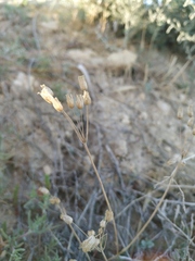 Holosteum umbellatum