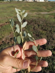 Atriplex pedunculata