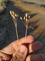 Holosteum umbellatum