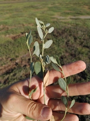 Atriplex pedunculata