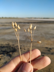 Holosteum umbellatum