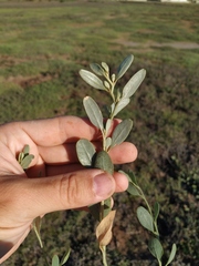 Atriplex pedunculata