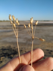 Holosteum umbellatum