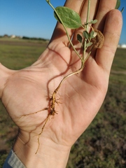 Atriplex pedunculata