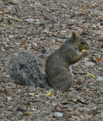Sciurus carolinensis