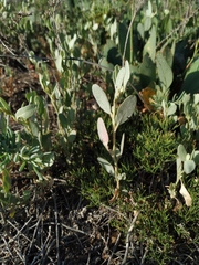 Atriplex pedunculata