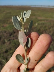 Atriplex pedunculata