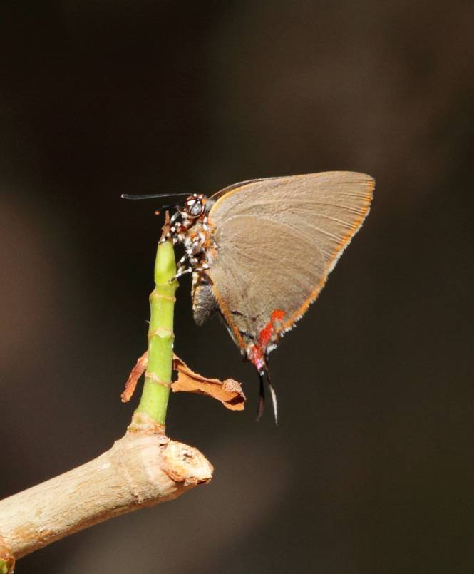 Lesser Fig-tree Blue