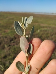Atriplex pedunculata