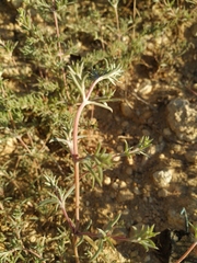 Petrosimonia brachiata