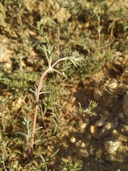 Petrosimonia brachiata