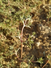 Petrosimonia brachiata
