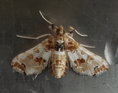 Leucinodes orbonalis