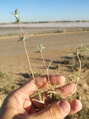 Petrosimonia brachiata