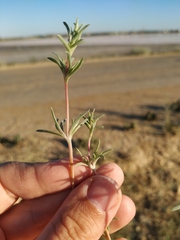 Petrosimonia brachiata