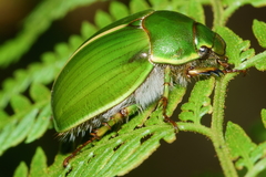 Stethaspis suturalis