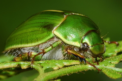 Stethaspis suturalis