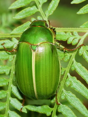 Stethaspis suturalis