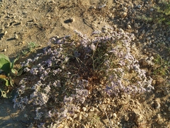 Limonium caspium
