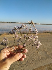Limonium caspium