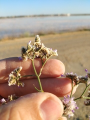 Limonium caspium