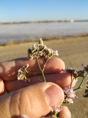 Limonium caspium